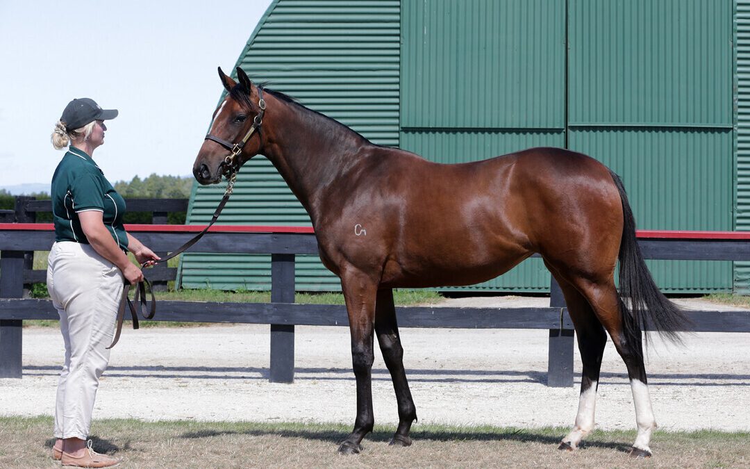 Satono Aladdin X Attention Seeker 23F